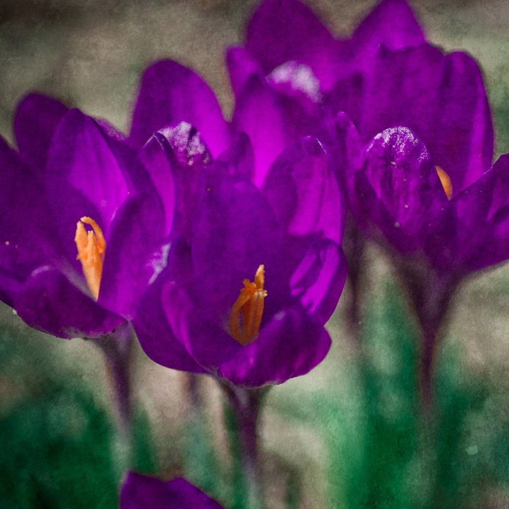 Crocus: 8x10 Limited Edition Kd Reinhold Photography Print